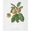 Les **feuilles** de **Prunus domestica** sont **de taille moyenne**, souvent **ridées, pointues et dentelées**.