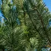 **Pinus nigra** a été introduit en **France** au XIXe siècle pour le reboisement de terrains difficiles et est utilisé comme ornement dans les environnements urbains, notamment aux **États-Unis** en raison de sa grande tolérance au sel routier et aux polluants industriels.