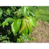 Le feuillage du prunier est dense et devient d'un vert profond à mesure que les feuilles mûrissent.