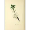 Les **fleurs** de prunier sont **blanches avec cinq pétales** et apparaissent **au début du printemps**, de **mars à avril**, avant l'apparition des feuilles.