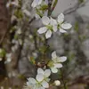 La **floraison** est souvent très abondante, bien que le gel printanier puisse parfois compromettre les récoltes.