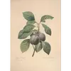 Les **fruits**, appelés **prunes**, varient considérablement en **taille, forme et couleur** selon les variétés.