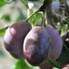 Les fruits de certaines variétés, comme le **prunier d'Ente**, sont particulièrement adaptés au séchage, produisant des pruneaux après récolte.
