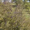**Prunus domestica** est principalement cultivé en **Europe** et en **Asie du Sud-Ouest**.
