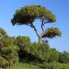 Le **pin parasol** est un **grand conifère** atteignant généralement **20 à 35 mètres de hauteur** avec une **couronne large de 12 mètres**.