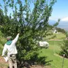 L'arbre est bien adapté aux **jardins** et aux **vergers** grâce à sa capacité à produire une grande variété de prunes.