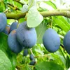 Le prunier a plusieurs sous-espèces, comme **Prunus domestica subsp. insititia** (prunéolier), connu pour ses petits fruits et sa capacité à drageonner, formant souvent des fourrés.