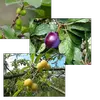 Les variétés de prunes issues de **Prunus domestica** sont largement diversifiées, allant des **pruniers à gros fruits** comme la **Reine-Claude** aux **pruniers à petits fruits** comme les **mirabelles** et les **quetsches**.