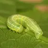 Les pruniers jouent un rôle crucial dans l'écosystème local en fournissant des habitats et des aliments pour divers animaux et insectes, tout en étant un choix populaire pour les jardins domestiques pour leur beauté et leur production de fruits.