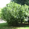 Le **Ficus carica**, plus communément appelé figuier, est un **petit arbre** souvent **penché** et atteignant généralement **3 à 4 mètres** de hauteur, bien que dans des conditions favorables, il puisse atteindre jusqu'à **10 mètres**.