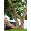 Ses **branches** sont **fortes et sinueuses**, offrant une allure distinctement tordue et buissonnante, et son tronc est souvent **tortueux**.
