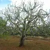 L'arbre est doté de **racines puissantes** qui lui permettent de s'installer fermement même dans les terrains difficiles.