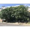 Le figuier est souvent décrit comme ayant un port **buissonnant** et **densément ramifié**, ce qui lui donne une apparence robuste.