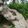 Cette écorce lisse est parfois interrompue par des fissures peu profondes qui apparaissent avec l'âge de l'arbre.