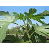 Les **feuilles** du figuier sont **caduques**, tombant en hiver, et peuvent atteindre **35 centimètres de longueur**.
