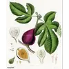 Elles sont **très grandes**, **coriaces**, et présentent un **limbe palmatilobé** profondément divisé en **trois à sept lobes crénelés**, donnant un aspect caractéristique de grande feuille lobée.