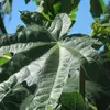 Le **dessus** des feuilles est **brillant** et rugueux, tandis que le **dessous** est **finement velu** et parfois légèrement poilu, offrant une texture contrastante.