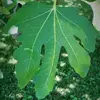 Les feuilles du figuier contiennent un **latex blanc et irritant**, ce qui peut causer des irritations cutanées et doit être manipulé avec précaution.
