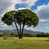 Son tronc est souvent **haut** et **droit**, mais peut parfois se diviser à la base, formant plusieurs troncs.