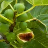 Le figuier produit des **fruits comestibles appelés figues**, qui sont techniquement des infrutescences contenant de multiples petites fleurs à l'intérieur.