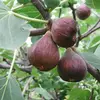 Les **figues** passent d'une couleur **verte** à une **teinte violette ou brune** à maturité, selon les variétés, certaines pouvant être **bicolores** ou **striées**.