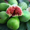 La **floraison** du figuier se déroule généralement en **mai**, et la **fructification** s'étend de **juillet à octobre**.