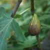 Le figuier produit différents types de figues selon sa variété : **unifères** (une fois par an), **bifères**&nbsp;(deux fois par an)&nbsp;ou **trifères**&nbsp;(trois fois par an), chacune avec des cycles de fructification variés, offrant des récoltes de l'été jusqu'au printemps suivant dans des climats très chauds.