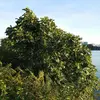 Le figuier est très commun autour du **bassin méditerranéen** et est également cultivé dans des régions **tropicales et subtropicales** du monde entier, comme en **Amérique du Nord** et dans certaines parties de l'Europe, où il s'est naturalisé.