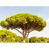 Les **branches** des vieux spécimens sont **fortes** et s'étalent pour former une **large couronne**.