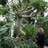 Le figuier peut vivre jusqu’à **300 ans**, atteignant sa pleine production autour de 7 ans.