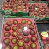 Depuis l'Antiquité, le figuier est cultivé pour ses fruits, et il est l'un des premiers arbres domestiqués par l'homme, utilisé aussi bien pour l'alimentation que pour des applications médicinales.