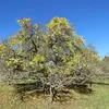 **Morus nigra**, connu sous le nom de **mûrier noir**, est un **petit arbre** pouvant atteindre une hauteur maximale de **15 mètres**.