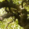 Son **tronc** est souvent **penché** et ses **branches** sont **tortueuses**, donnant à l'arbre un aspect noueux et pittoresque.