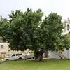 Le **feuillage** du mûrier noir est **très dense**, en faisant un excellent arbre d'ombrage, souvent utilisé dans les jardins et les parcs.