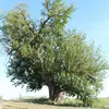 C'est un arbre à **croissance lente**, prenant plusieurs années pour atteindre sa taille adulte.