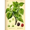 Le mûrier noir est un arbre **monoïque**, avec des fleurs mâles et femelles sur le même individu, ce qui facilite l'auto-pollinisation.