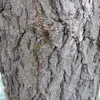 Avec le temps, l'écorce devient plus rugueuse et présente des stries plus prononcées, aidant à identifier les arbres plus âgés.