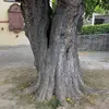Cette écorce épaisse et texturée offre une protection contre les éléments et les nuisibles, contribuant à la longévité de l'arbre.