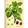 Les **feuilles** de **Morus nigra** sont **grandes**, atteignant environ **10 à 15 centimètres** de long.