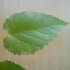 Elles sont de couleur **vert foncé** et **épaisses**, ce qui les rend robustes et adaptées à divers climats.