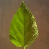 Les feuilles ont des **bords très dentelés**, et le **dessous** est **légèrement poilu**, réduisant la perte d'eau et protégeant contre les insectes.