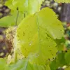 Elles sont généralement **cordiformes** (en forme de cœur) mais peuvent aussi être **lobées**, montrant une variabilité dans leur forme.