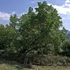 La **floraison** du mûrier noir a lieu de **mars à juin**, et la **fructification** de **juillet à août**.