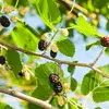 Les fruits doivent être consommés rapidement après la récolte, car ils sont très périssables.
