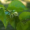 L’arbre produit des **fleurs mâles et femelles** au printemps, facilitant la pollinisation et une bonne production de fruits.
