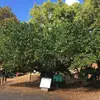 L'arbre est bien adapté aux **climats doux** et est couramment planté dans les **jardins** et **parcs** pour ses fruits savoureux et son ombrage dense.