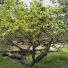 On le trouve surtout dans les régions aux **climats tempérés**, où les hivers ne sont pas trop rigoureux, permettant une croissance et une fructification optimales.