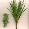 Les **feuilles** du pin parasol sont des **aiguilles rigides et piquantes**, mesurant **jusqu'à 17 centimètres de longueur**.