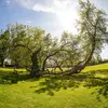 Il est fréquent que les arbres plus âgés se **fendent sous le poids de leurs branches**, mais ils peuvent continuer à croître à partir de rejets à la base.