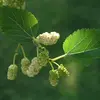 Il se distingue de son **cousin**, le mûrier blanc (**Morus alba**), par la couleur de ses fruits, l'absence de pédoncule, et une saveur plus complexe.